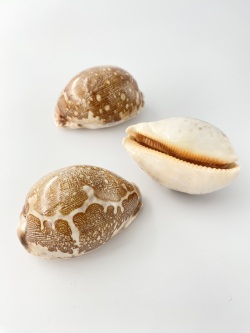 ハラダカラ【約7±0.5ｃｍ】En:Map Cowrie (Size:7±0.5cm) 貝殻
