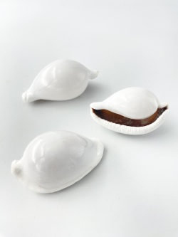 ウミウサギガイ大【約7±0.5cm/1個】En: Egg Cowrie (size:7cm, per 1pc) 貝殻