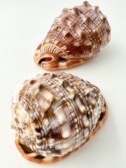 万年貝(マンボウガイ)【約15～17ｃｍ前後/1個】En: Bull mouth helmet shell (Size:15-17cm, per 1pc)