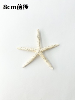 スターフィッシュ【8cm前後】[メール便可 - 15個まで]En：Finger Starfish, size: approx. 8cm