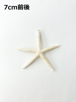 スターフィッシュ【7cm前後】　[メール便可 - 30個まで]（En：Finger Starfish, size: approx. 7cm)