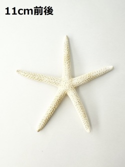 スターフィッシュ【11ｃｍ前後】[メール便可 - 10個まで]（En：Finger Starfish, size: approx. 11cm） 貝殻