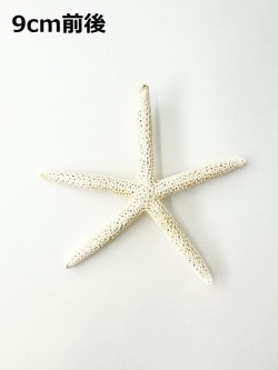 スターフィッシュ【9cm前後】[メール便可 - 15個まで]（En：Finger Starfish, size: approx. 9cm）