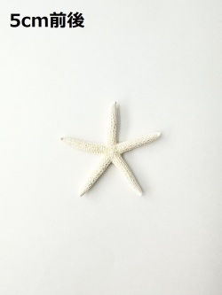 スターフィッシュ【5cm前後/10個】[メール便可 - 8袋まで]　（En：Finger Starfish, size: approx. 5cm) 貝殻