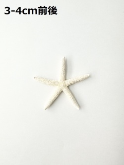 スターフィッシュ【約3～4cm/10個】[メール便可]（En：Finger Starfish, size: approx. 3-4cm)