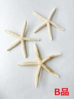 スターフィッシュB品【13ｃｍ前後/5個  】En：Finger Starfish B-grade, size: approx. 13cm, per:5pcs 貝殻