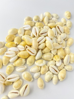 マニータイエロー【約1～2ｃｍ】[メール便可-400ｇまで]     En: Money cowrie yellow(size:1-2cm) 貝殻