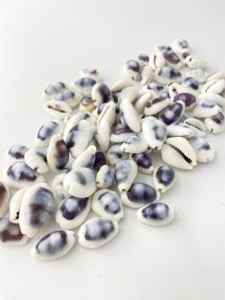 シプレアマニータパープルトップ【約1.5～2.5ｃｍ】[メール便可-400ｇまで]    En: Cypraea moneta purpl (size:1.5-2.5cm,) 貝殻