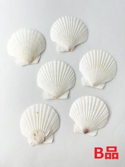 ■メール便可(6袋まで)■ホタテガイＢ品【約6ｃｍ/10枚】En: Japanese Scallop B-grade (size:6cm, per 10pcs) 貝殻