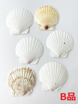 ホタテガイＢ品【約8ｃｍ/10枚】En: Japanese Scallop B-grade (size:8cm, per 10pcs) 貝殻