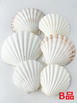 イタヤガイB品【約10～11ｃｍ/5枚入】En: White scallop  B grade (size:10-11cm, per 5pcs) 貝殻