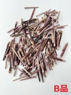 ノコギリウニのトゲB品【約2～6ｃｍ/50ｇ】[メール便可-4袋まで]    En: Sea urchin spine B grade (Size:2-6cm, per 50g) 貝殻