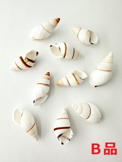 ポルトロイデスB品【約3～5ｃｍ/10個】[メール便可-6袋まで]  En: Hel Partuloides B grade (size:3-5cm, per 10pcs) 貝殻