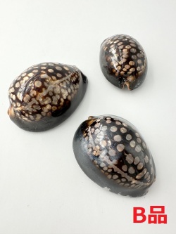 ハチジョウダカラＢ品【6ｃｍ前後/1個】 En:chocolate cowrie B grade (Size: approx. 6cm, per 1pc) 貝殻