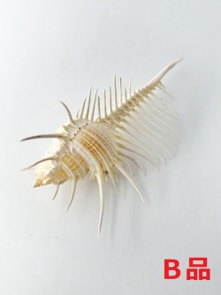 ホネガイＢ品【約12～14cm/1個】   En: Murex Pecten B grade(size:12-14cm, per 1pc) 貝殻