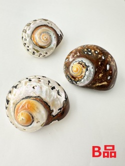 サマルティクス磨き-Ｂ品-(リュウオウスガイ)【約7～7.5ｃｍ/1個】    En: Turbo sarmaticus B grade(size:7-7.5cm, per 1pc) 貝殻