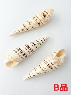 リュウキュウタケガイタイガー(磨き) -B品-【約12.5～14.5ｃｍ/1個】 En:Oxymeris maculatus polished tiger B grade(Size:12.5～14.5cm, per 1pcs) 貝殻