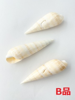 リュウキュウタケガイ（磨き）-B品-【9～12ｃｍ/1個】 En:Oxymeris maculatus polished B grade(Size:9-12cm, per 1pcs) 貝殻