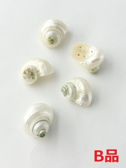 シルバーマウス真珠磨きB品【約2～3ｃｍ/5個】[メール便可-16袋まで] 貝殻