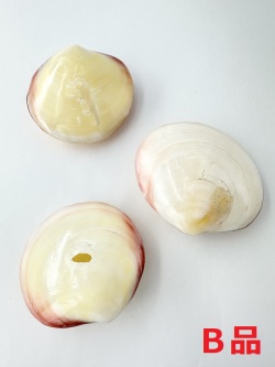 ティグリナ（磨き）B品【8ｃm前後/1個】En:  Codakia tigerina polished B grade (Size:8cm, per 1pcs) 貝殻