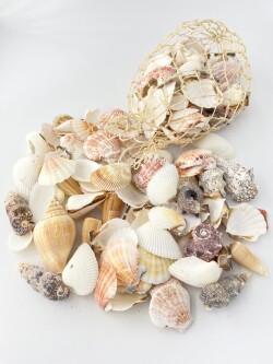 貝殻 約1kg詰め合わせ(アバカ袋)【1個】En:Assorted Shells in net (Size:1kg, per 1pac)