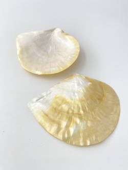 シロチョウガイ　磨き【11ｃｍ前後/1枚】 En: White MOP poished(size:11cm, per 1pc)