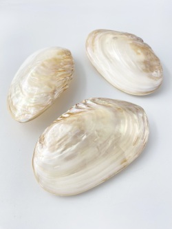 淡水真珠貝-両面-【約12～14ｃｍ/1個】  En: Freshwater pearl MOP polished pair (size:12-14cm, per 1pc) 貝殻