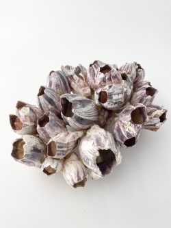 フジツボ【約18～20cm】 En: Barnacles (size:18-20cm) 貝殻
