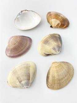 【特撰】国産天然ハマグリ片面【約7～8ｃｍ/1枚 】  En: Meretrix lusoria (Size:7-8cm, per 1ｐｃ)