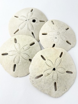 スカシカシパン【約10～12ｃｍ/2個入】En: Astriclypeus mannii (Size:10-12cm, per 2pcs) 貝殻