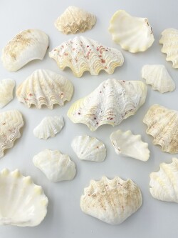 12月のお買い得 [10%OFF]シャコガイ片面ミックス(漂白済)【約5～12ｃｍ/約1ｋｇ】  - Not for overseas sale -