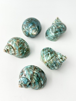 ターボブロゴスブルー磨き(アフリカヤコウガイ)【約4.5～5ｃｍ/1個】En:Turbo Burgess polished -blue-(Size:4.5-5cm, per 1pc) 貝殻
