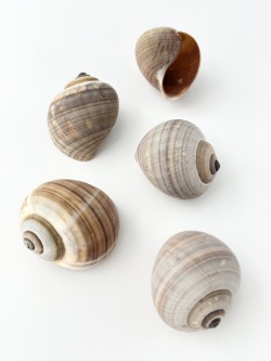 アンプラ【約4.0～5.5ｃｍ/5個入り】   En: Bulla ampullacea (Size:4-5.5cm, per 5pcs) 貝殻