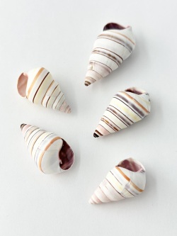 レインボースネール【約3～4.5ｃｍ/3個】[メール便可]  En:Rainbow snail(Size:3-4.5cm, per 6pcs) 貝殻