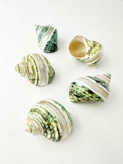 ターボブロゴスグリーン磨き■バンド■【4ｃｍ前後/1個】  En: Turbo Burgess polished-green- (Size:4cm, per 1pc) 貝殻