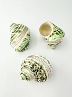 ターボブロゴスグリーン磨き■バンド■【5ｃｍ前後/1個】  En: Turbo Burgess polished-green- (Size:5cm, per 1pc) 貝殻