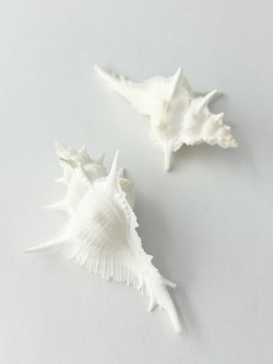 ガンゼキバショウ【7ｃｍ前後/1個】En: Siratus alabaster(Size:approx.7cm, per 1pc) 貝殻