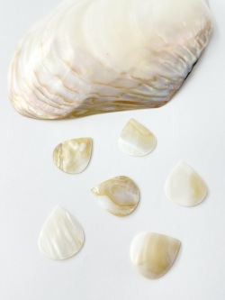 貝殻ギターピック（淡水真珠貝）【約2.5×3cm/1枚】[メール便可]まとめ買い10%OFF En:  Shell Guitar Pick feshwater pearl 貝殻