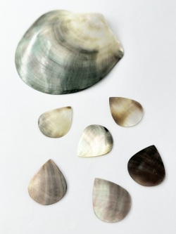 貝殻ギターピック（クロチョウガイ）【約2.5×3cm/1枚】[メール便可]まとめ買い10%OFF En: Shell Guitar Pick Blacklip 貝殻