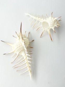 クロトゲホネガイ【10cm前後/2個】  En: Murex nigrispinosus (size:approx.10cm, per 2pc) 貝殻