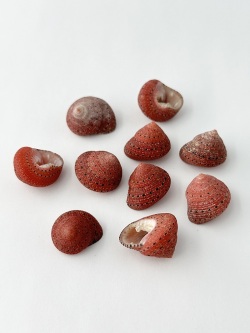 イチゴナツモモ【2ｃｍ前後/5個】[メール便可]   En:Clanculus puniceus(size:2cm, per 5pcs) 貝殻