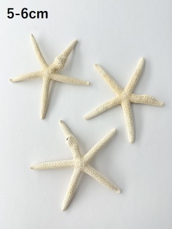 スターフィッシュ（コブつき）【約5～6cm/1個】[メール便可 80個まで]　（En：Finger Starfish lump, size: approx. 5～6cm) 貝殻