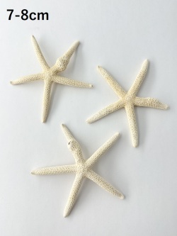 スターフィッシュ（コブつき）【約7～8cm/1個】[メール便可 20個まで]　（En：Finger Starfish lump, size: approx. 7～8cm) 貝殻