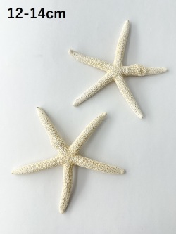 スターフィッシュ（コブつき）【約12～14cm/1個】[メール便可 6個まで]　（En：Finger Starfish lump, size: approx. 12～14cm) 貝殻
