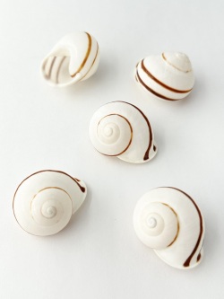 ウズマキマイマイ【約3～4ｃｍ/2個】[メール便可-16袋まで]  En: Uzu Land snail(Size:3-4cm, per 2pcs) 貝殻
