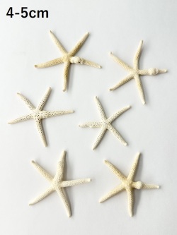 スターフィッシュ（コブつき）【約4～5cm/1個】[メール便可]（En：Finger Starfish lump, size: approx. 4～5cm) 貝殻