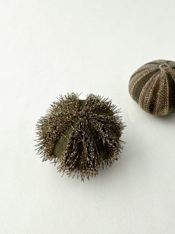 コシダカウニ -グリーン系- (トゲ・アリストテレスの提灯付き)【3ｃｍ前後/1個】 貝殻