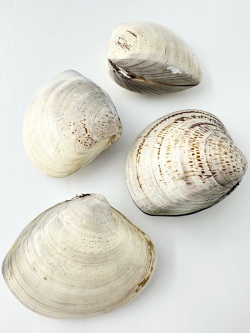 国産 天然 ハマグリペア 【10ｃｍ前後/1組】  En: Meretrix lusoria pair (Size:10cm, per 1pair)