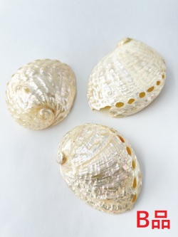 ハリオティスペリザト 大 真珠磨き -B品-【約10～11ｃｍ/1個】En:Haliotis assimilis pearlised B grade(Size:10～11ｃｍ, per 1pc) 貝殻