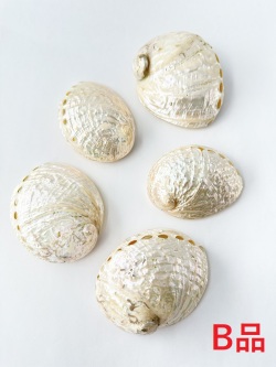 ハリオティスペリザト 小 真珠磨き -B品-【約7.5～8.5ｃｍ/1個】En:Haliotis assimilis pearlised B grade(Size:7.5～8.5ｃｍ, per 1pc) 貝殻